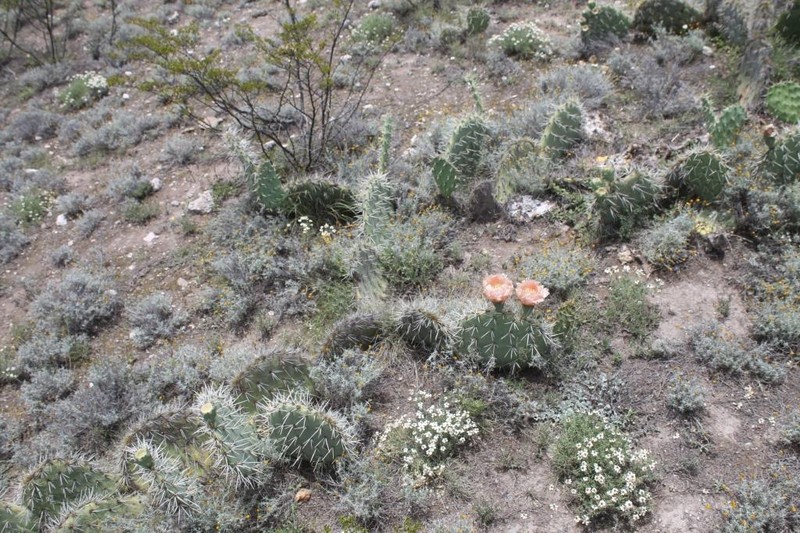 Opuntia rastrera photo 3