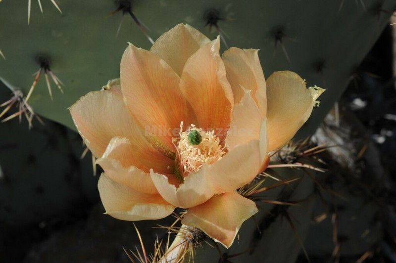Opuntia rastrera photo 4