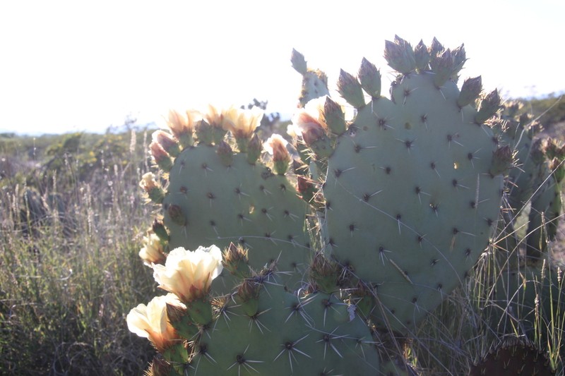 Opuntia rastrera photo 5