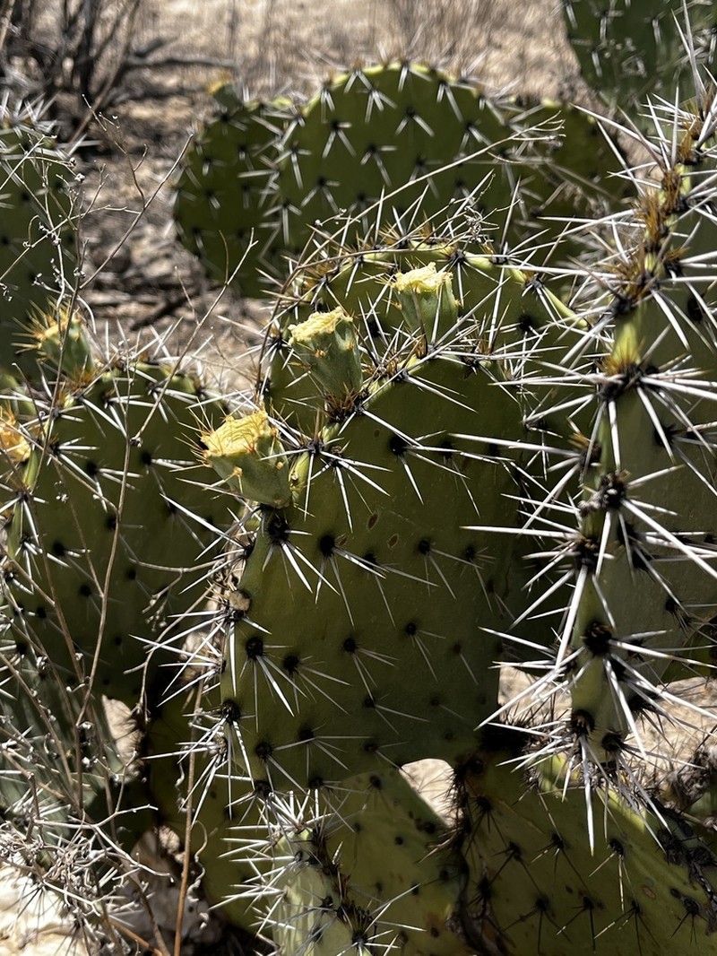 Opuntia rastrera photo 6