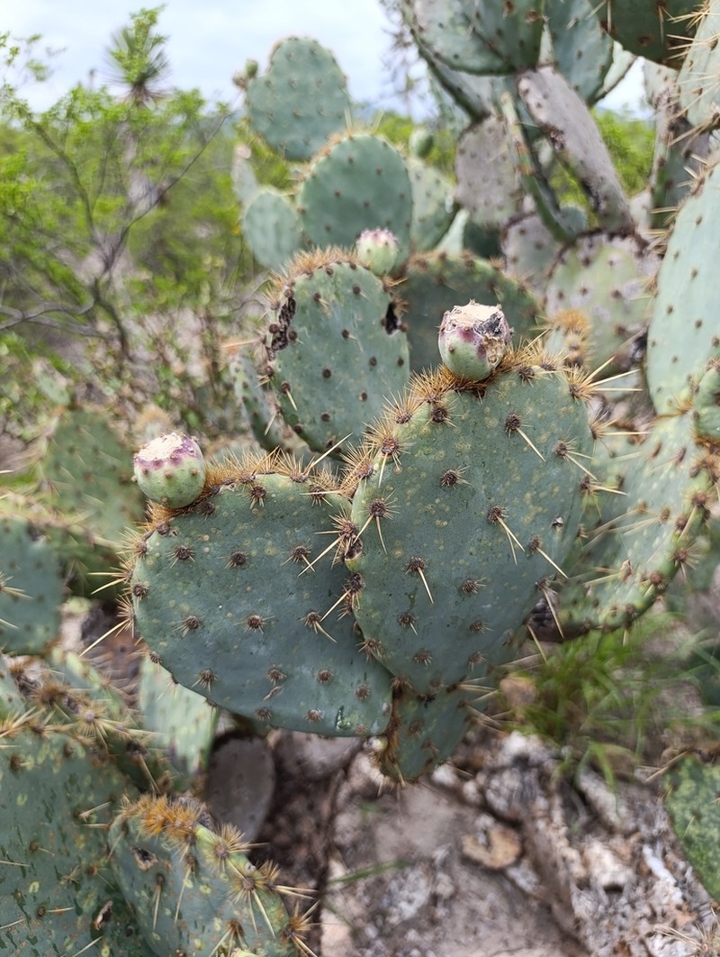 Opuntia rastrera photo 7