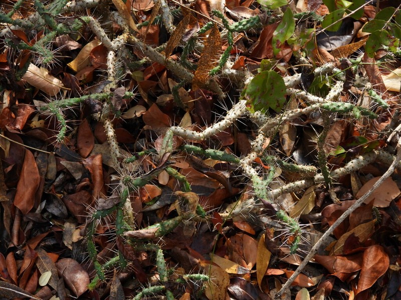 Roving Pricklypear