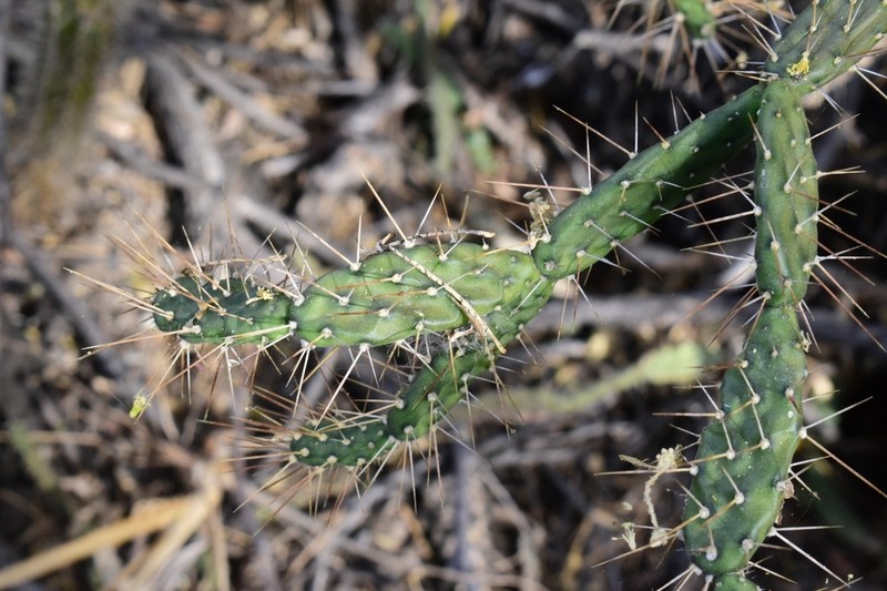 Roving Pricklypear photo 2