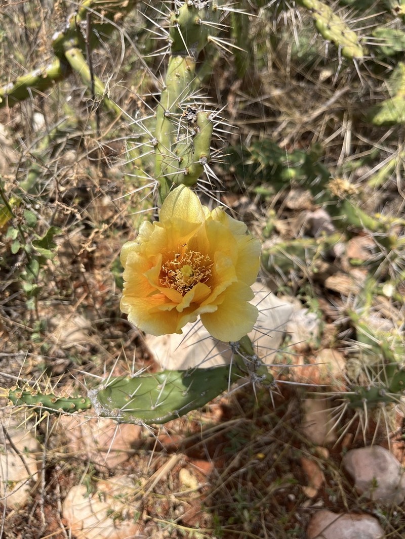 Roving Pricklypear photo 3