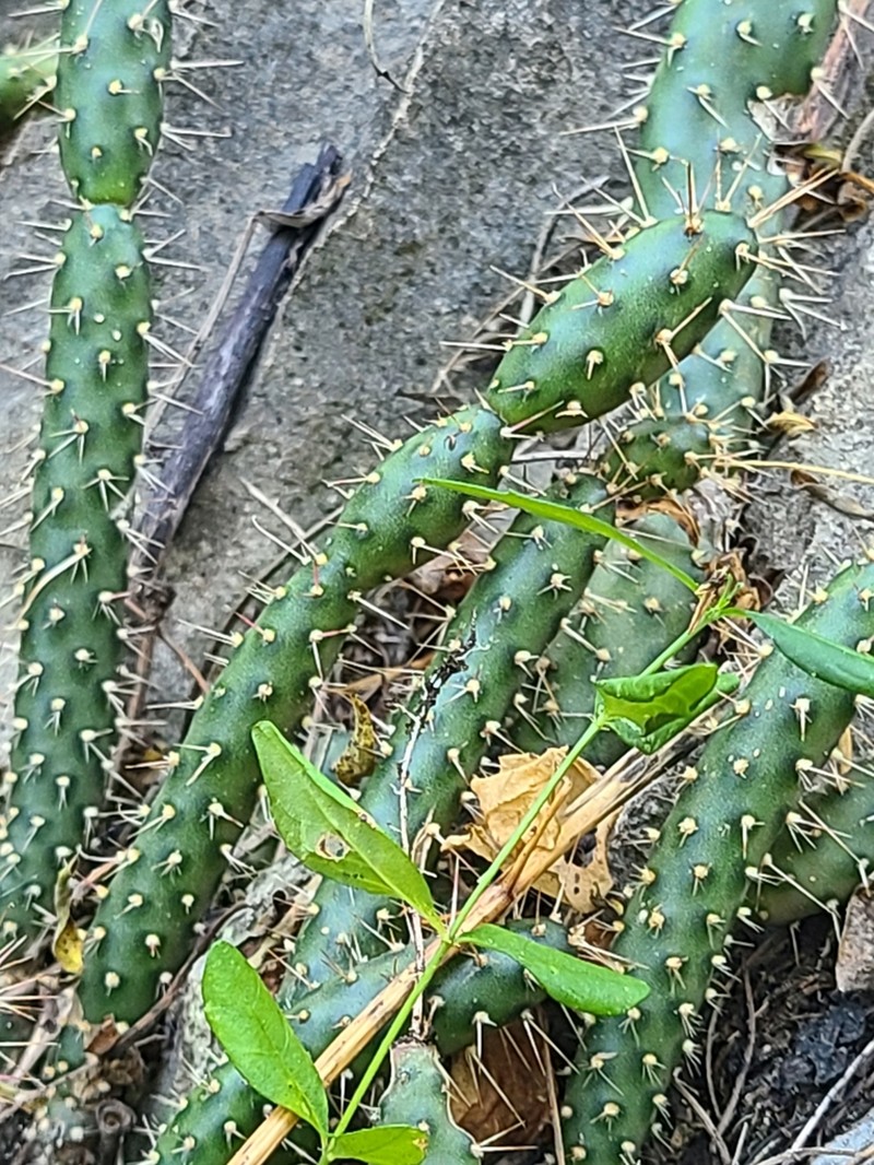 Roving Pricklypear photo 4
