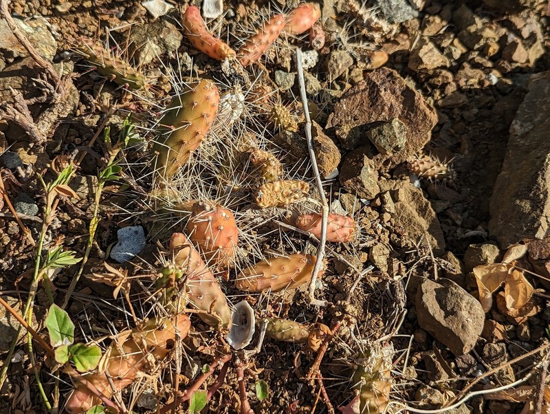 Roving Pricklypear photo 5