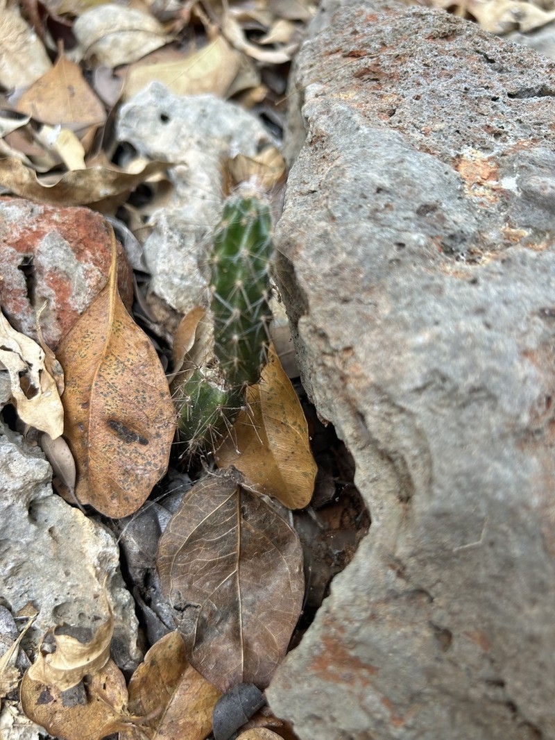 Roving Pricklypear photo 6