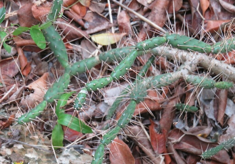 Roving Pricklypear photo 8