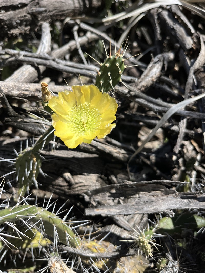 Opuntia repens subsp. taylorii