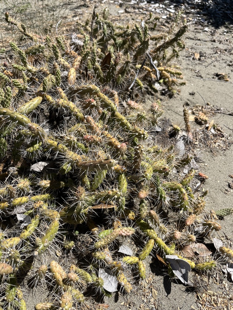 Opuntia repens subsp. taylorii photo 2
