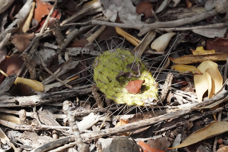 Opuntia repens subsp. taylorii photo 4