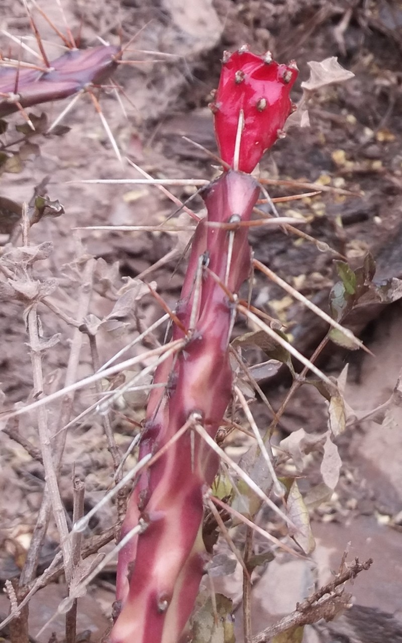 Opuntia retrorsa
