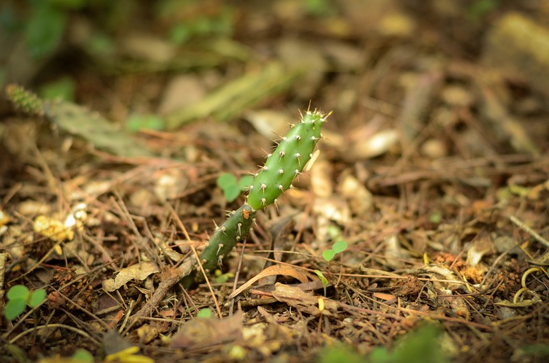Opuntia retrorsa photo 3