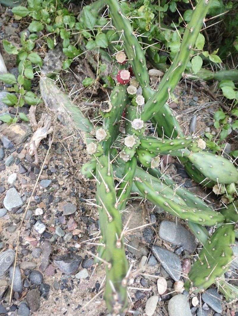 Opuntia retrorsa photo 4