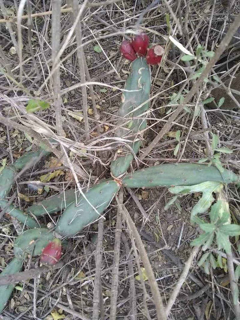 Opuntia retrorsa photo 5