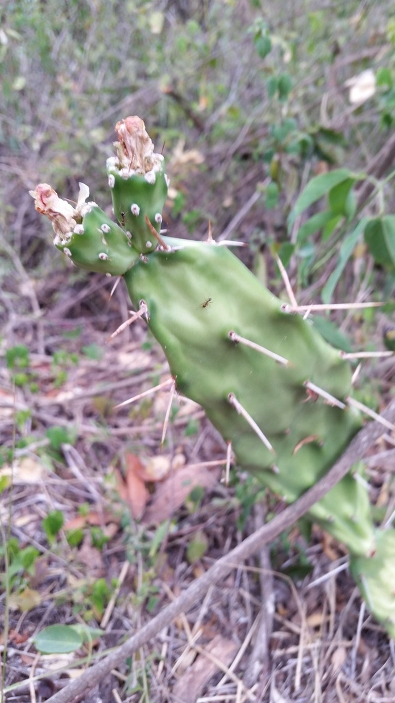 Opuntia retrorsa photo 6