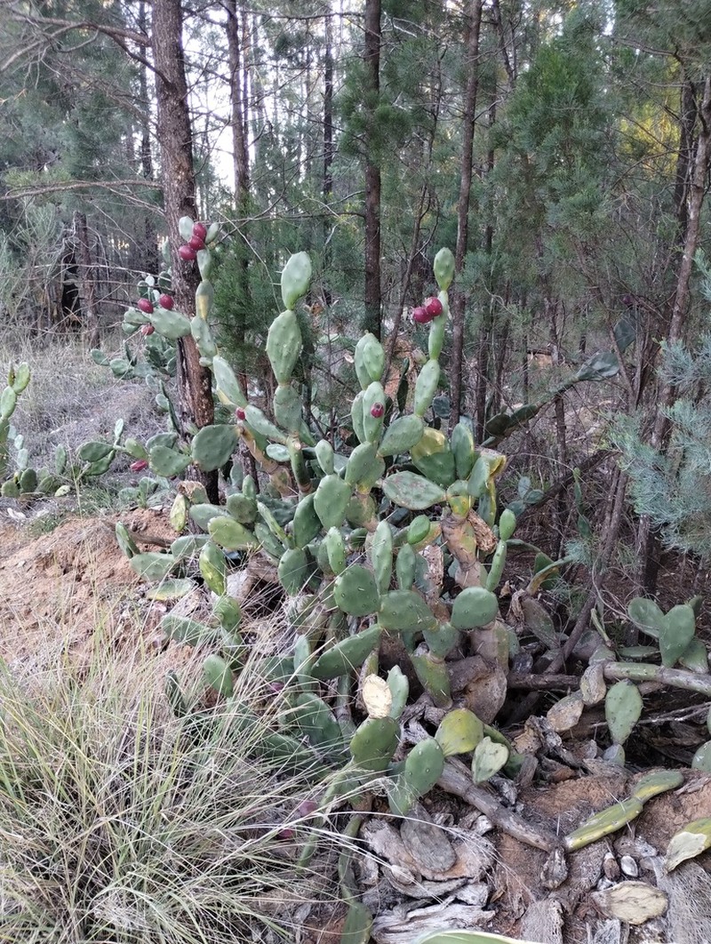 Opuntia rioplatensis
