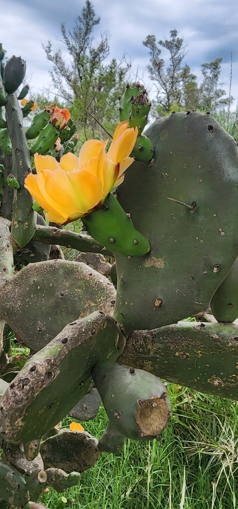 Opuntia rioplatensis photo 2