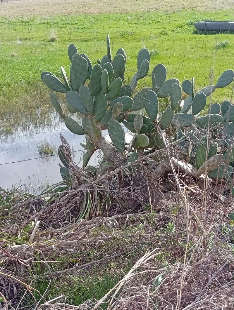 Opuntia rioplatensis photo 3