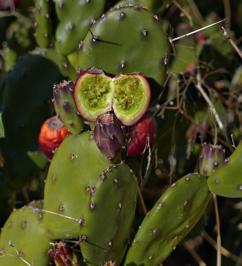 Opuntia rioplatensis photo 4