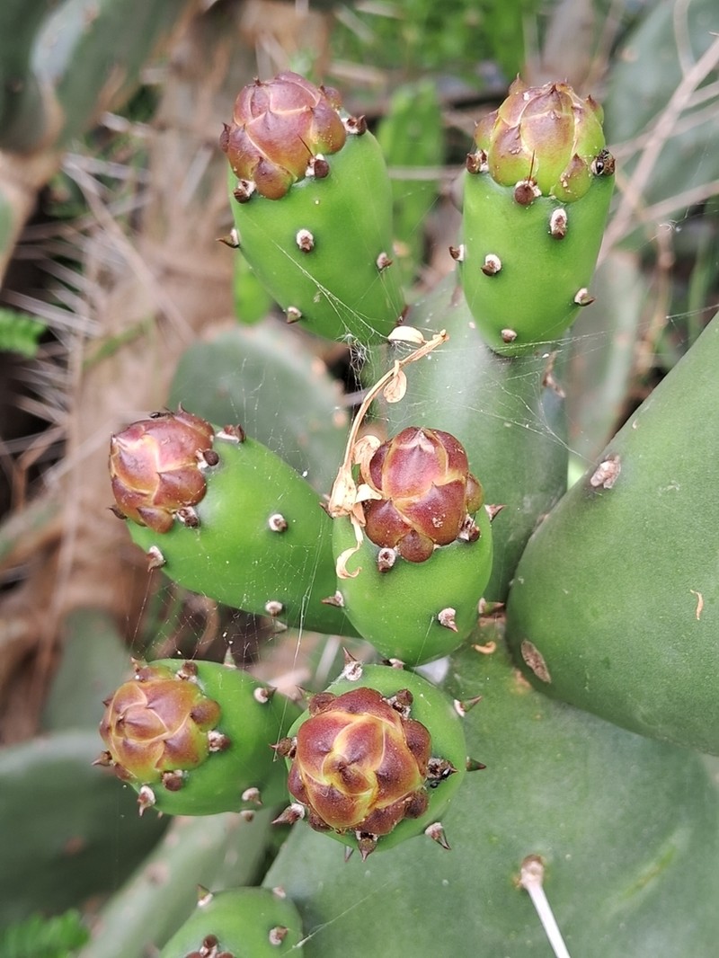 Opuntia rioplatensis photo 5