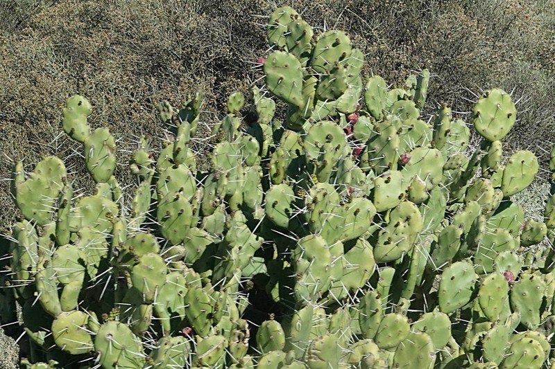 Opuntia rioplatensis photo 6
