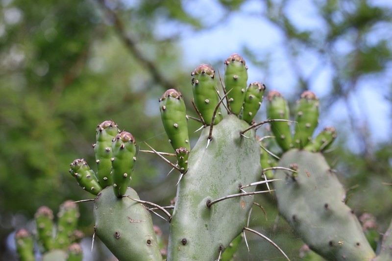 Opuntia rioplatensis photo 7