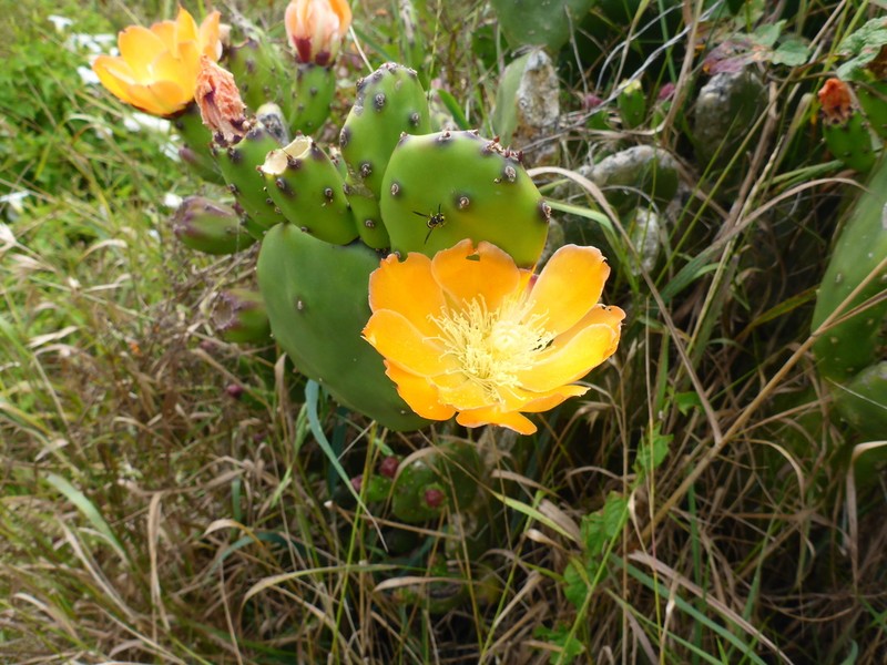 Opuntia rioplatensis photo 8