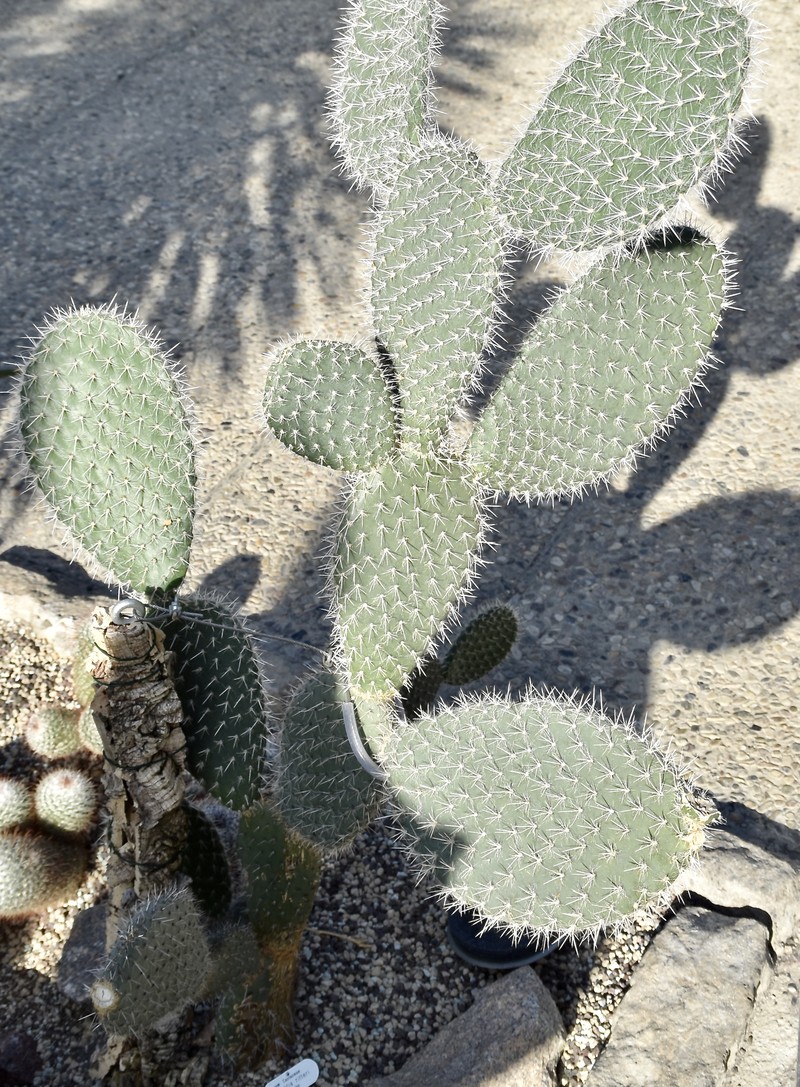 Opuntia ritteri