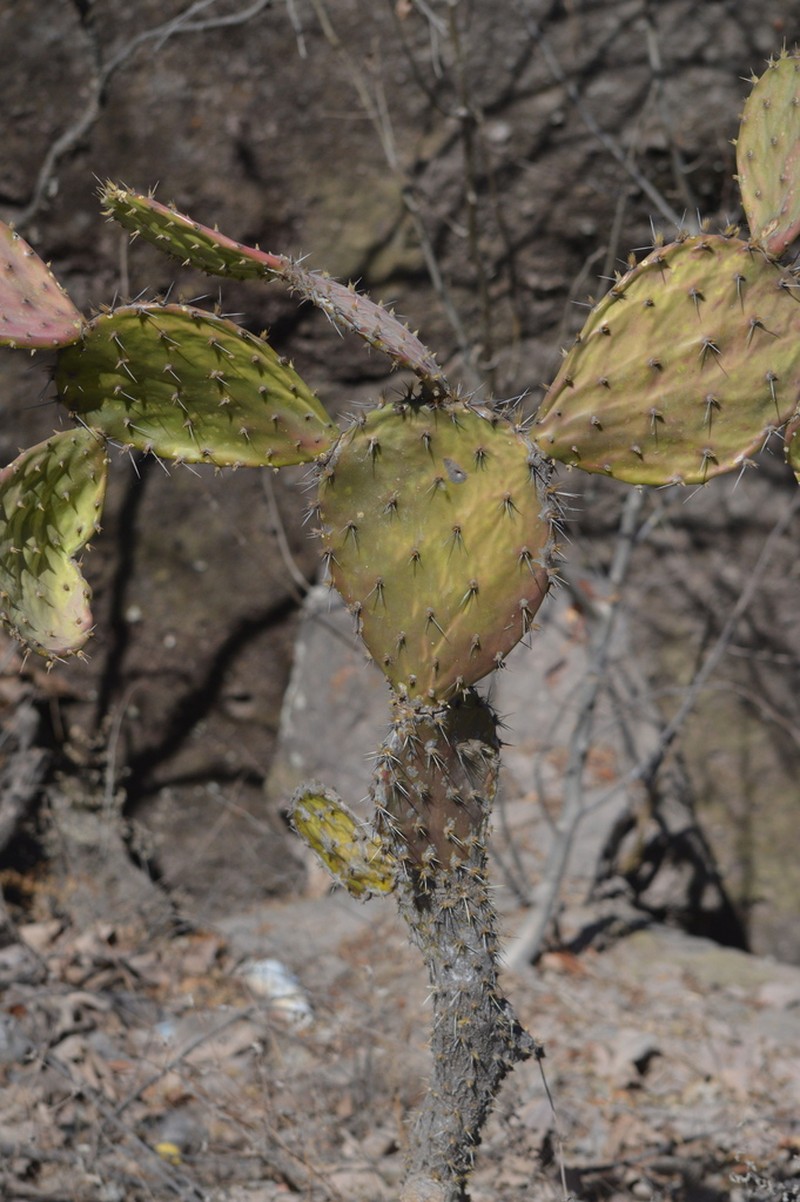 Opuntia robinsonii