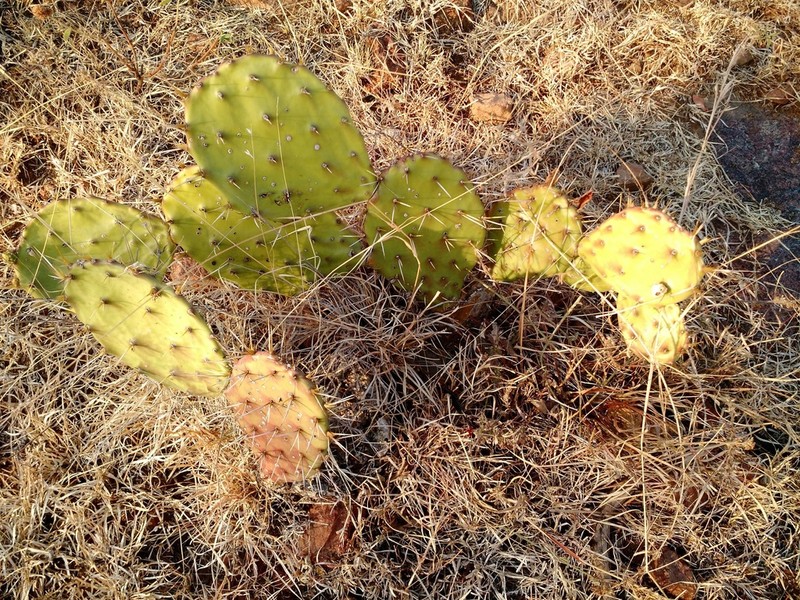 Opuntia robinsonii photo 2