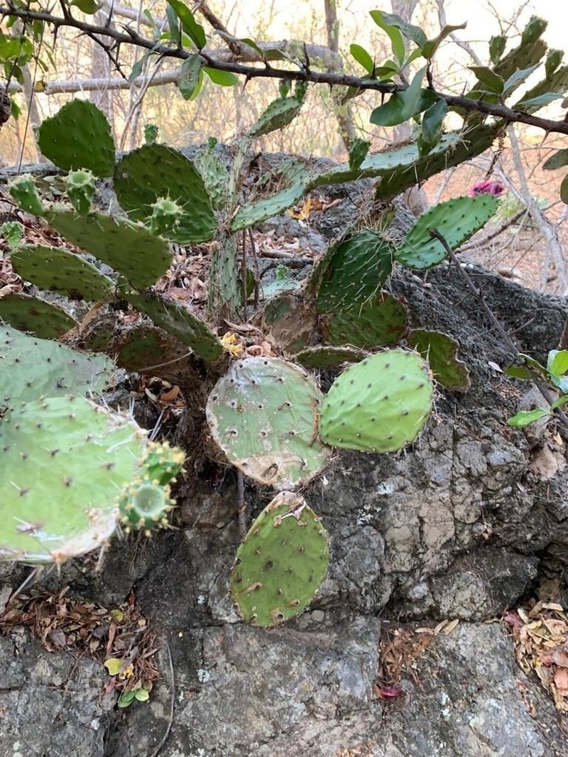 Opuntia robinsonii photo 3