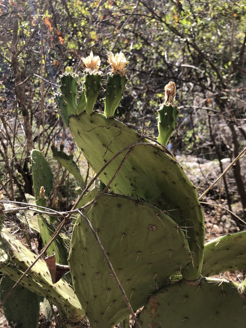 Opuntia robinsonii photo 4