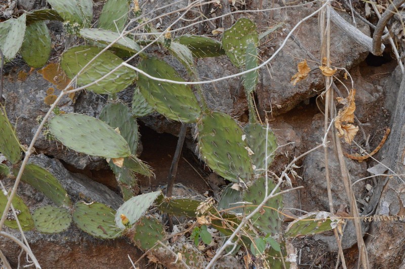 Opuntia robinsonii photo 5