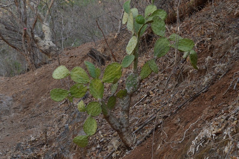 Opuntia robinsonii photo 6
