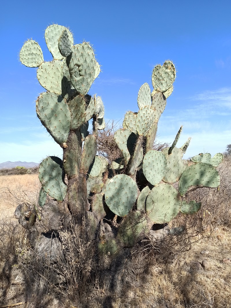 Opuntia robusta