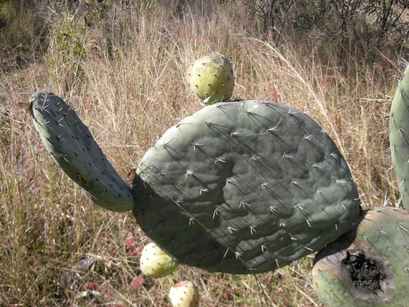 Opuntia robusta photo 2