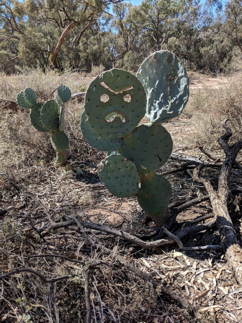 Opuntia robusta photo 3