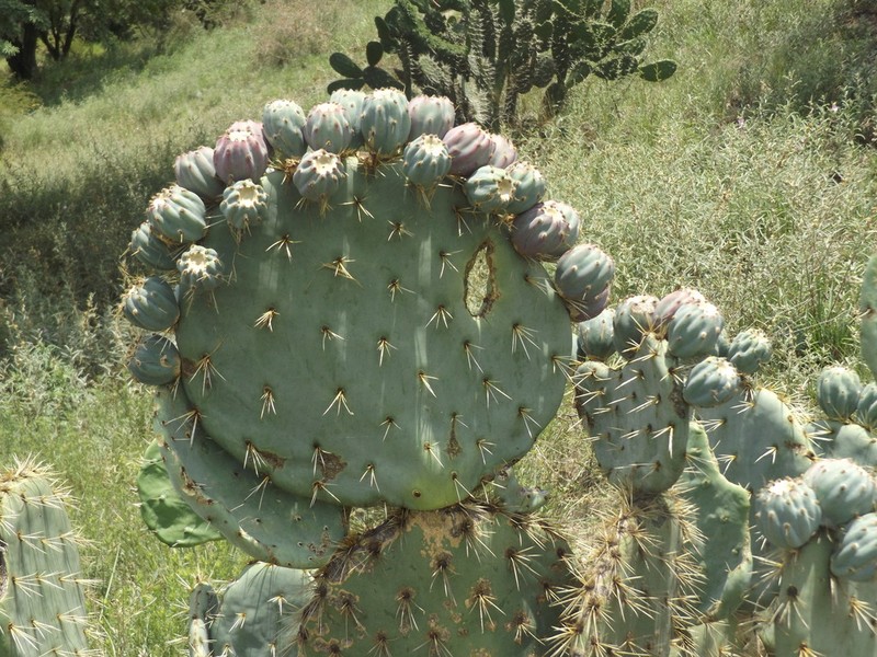 Opuntia robusta photo 4