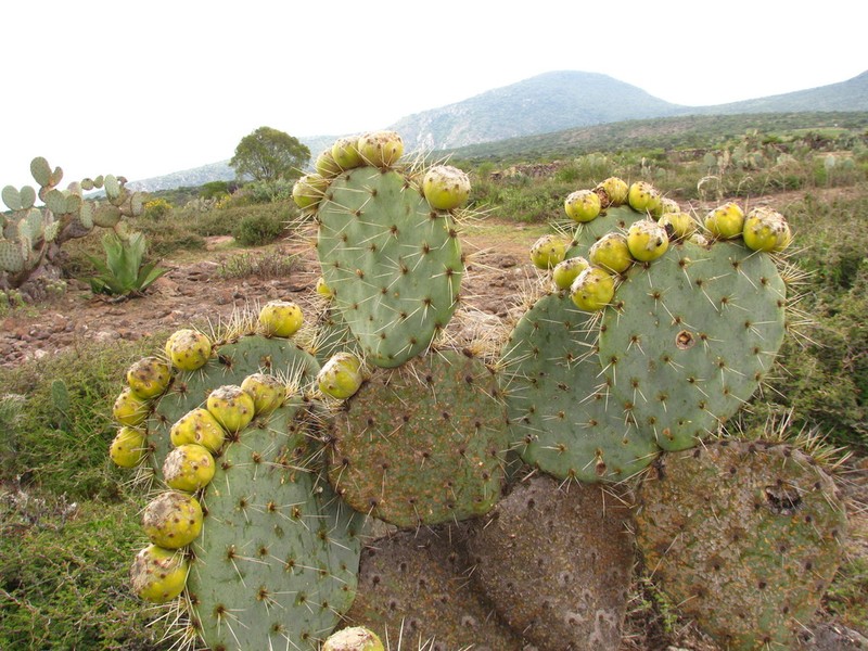 Opuntia robusta photo 5