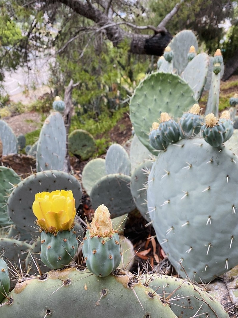 Opuntia robusta photo 6