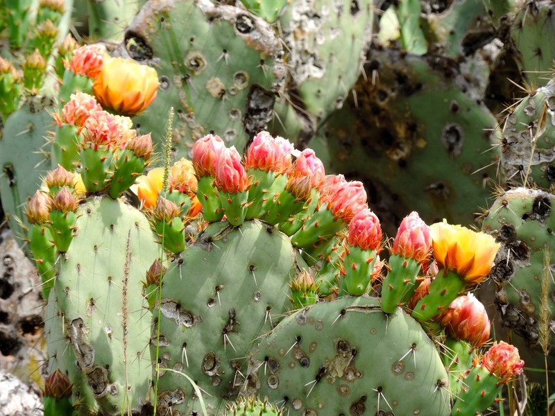 Opuntia robusta photo 7