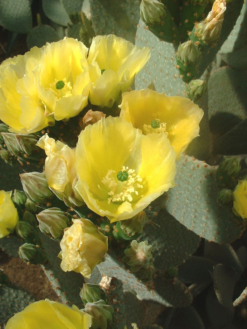 Blind Pricklypear photo 5