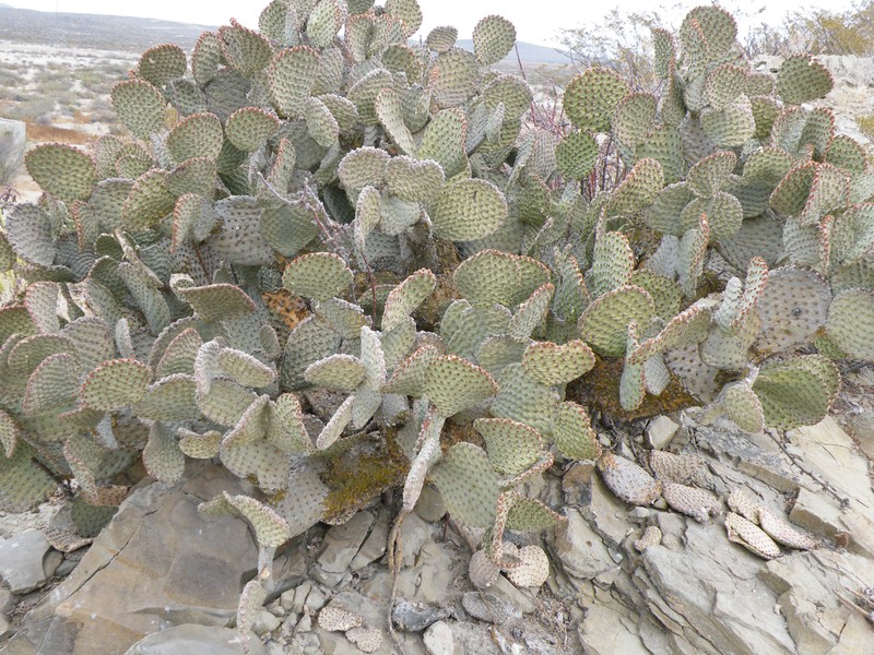 Blind Pricklypear photo 6