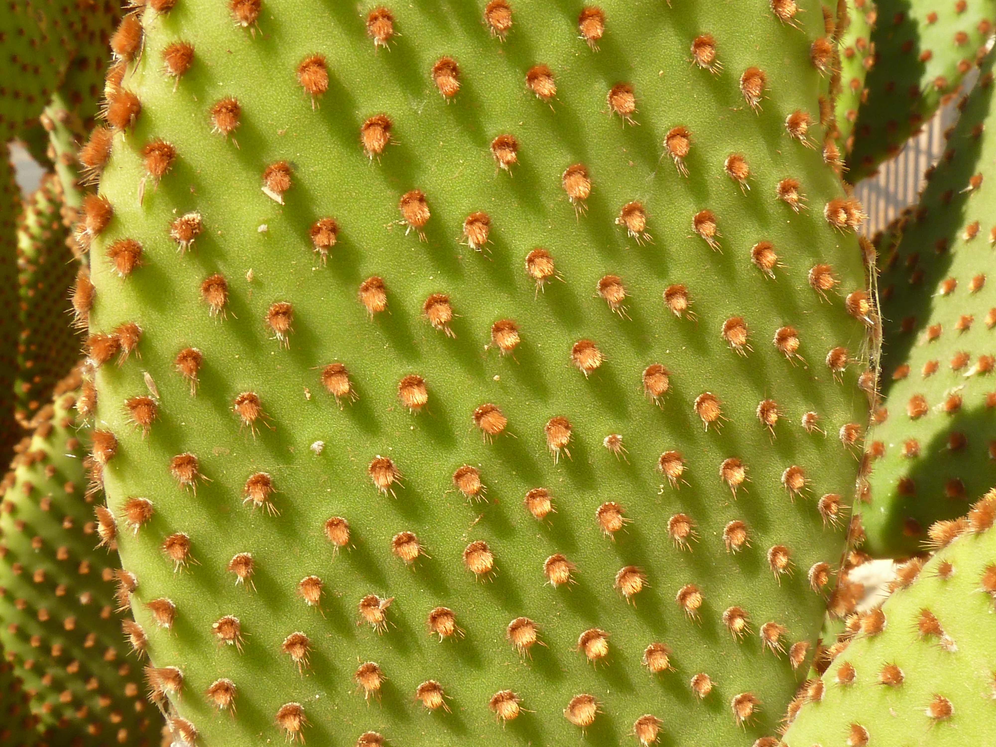 Blind Pricklypear photo 8