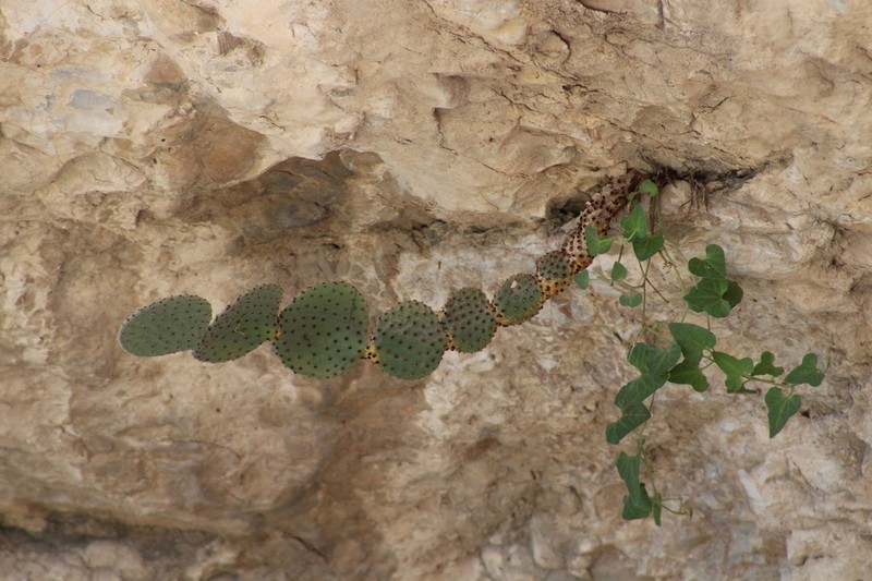 Blind Pricklypear photo 5