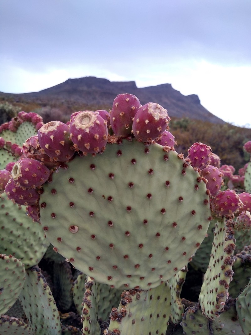 Blind Pricklypear photo 6