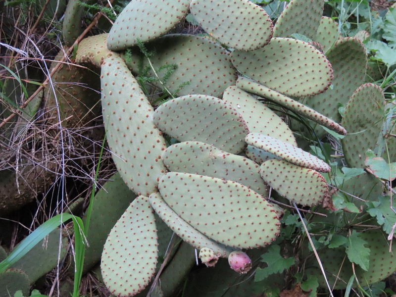 Blind Pricklypear photo 7