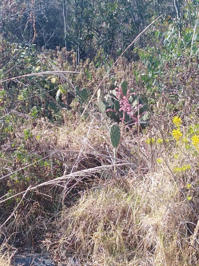 Opuntia rzedowskii