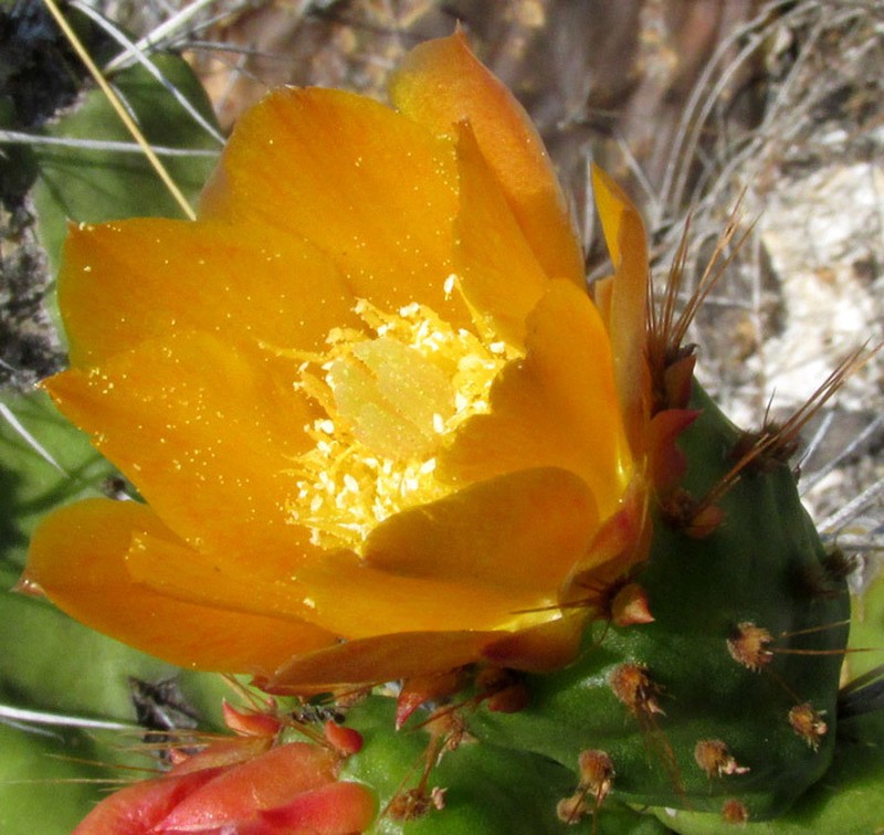 Opuntia rzedowskii photo 2